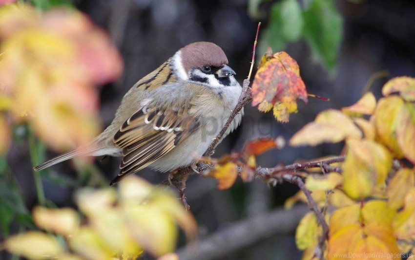 Autumn Bird Branch Foliage Nature Sparrow Wallpaper PNG Transparent Background