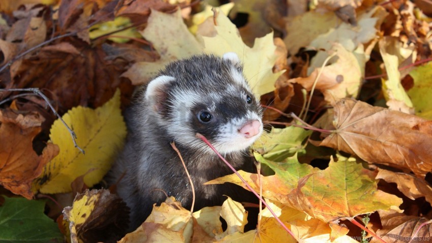 Autumn Ferret Leaves Muzzle Wallpaper PNG Transparent Background