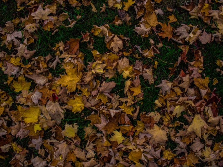 autumn leaves, fallen foliage, colorful grass, seasonal change, nature background