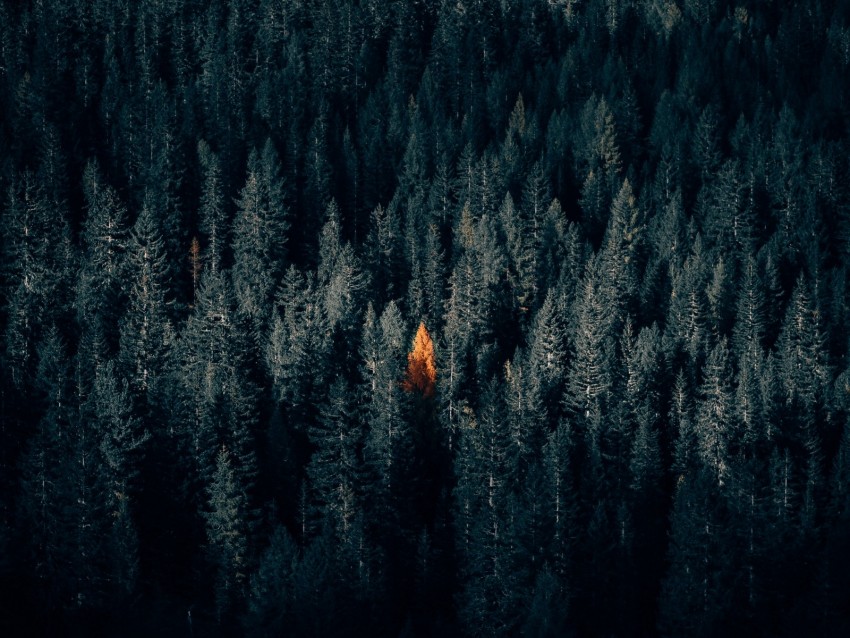 Autumn Forest Aerial View Contrast Dark Background