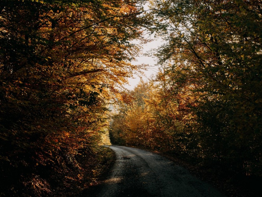 Autumn Forest Road Trees Shadows Background