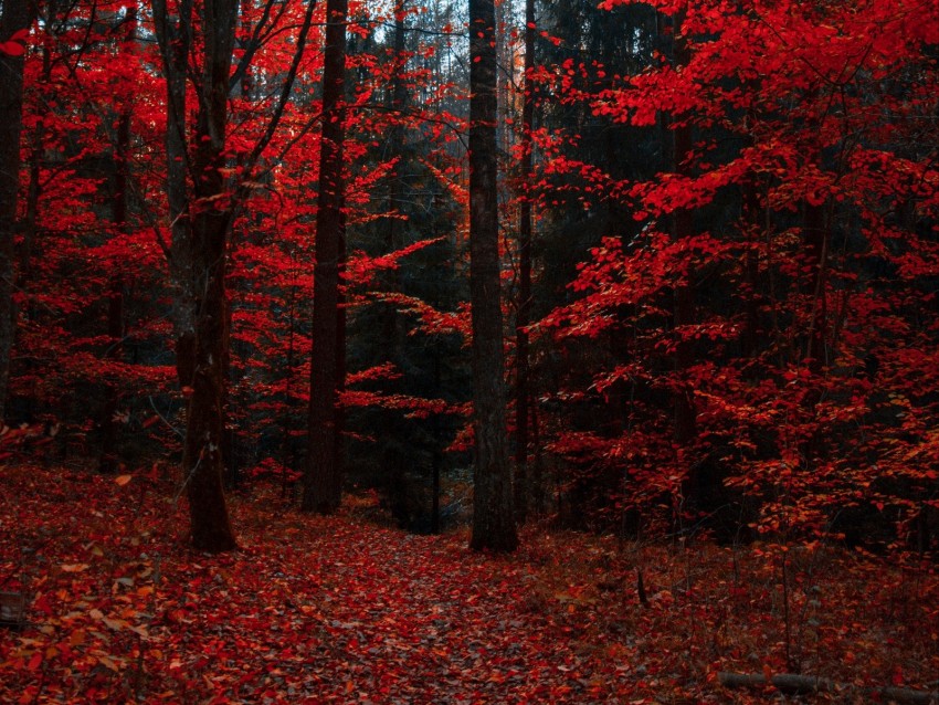 autumn, forest, trees, foliage, autumn colors