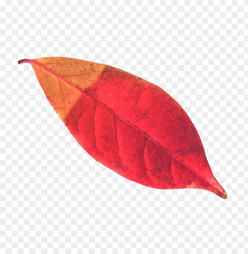 
nature
, 
leaf
, 
autumn
