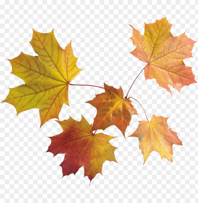 
autumn
, 
leaves
, 
leaf
, 
maple
, 
season
, 
fall
