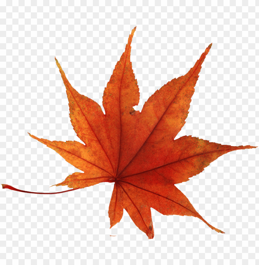 
autumn
, 
leaves
, 
leaf
, 
maple
, 
season
, 
fall
