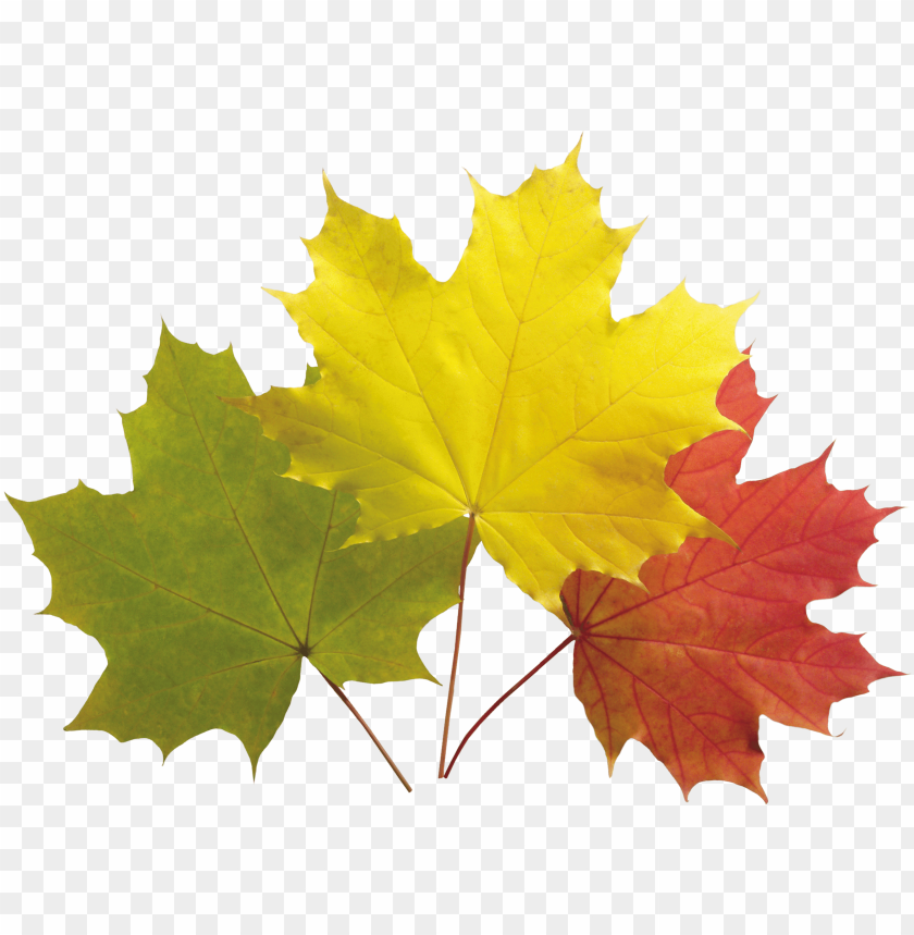 
autumn
, 
leaves
, 
leaf
, 
maple
, 
season
, 
fall
