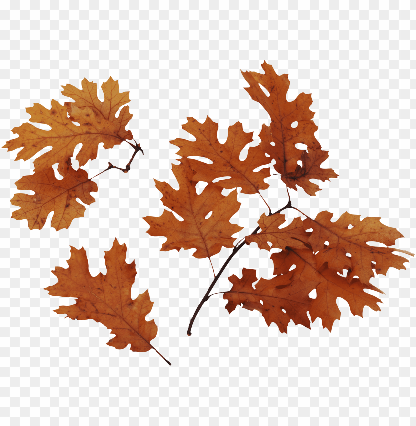 
autumn
, 
leaves
, 
plant
, 
seasonal
