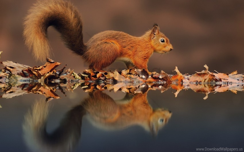 Autumn Leaves Reflection Squirrel Water Wallpaper PNG Transparent Background