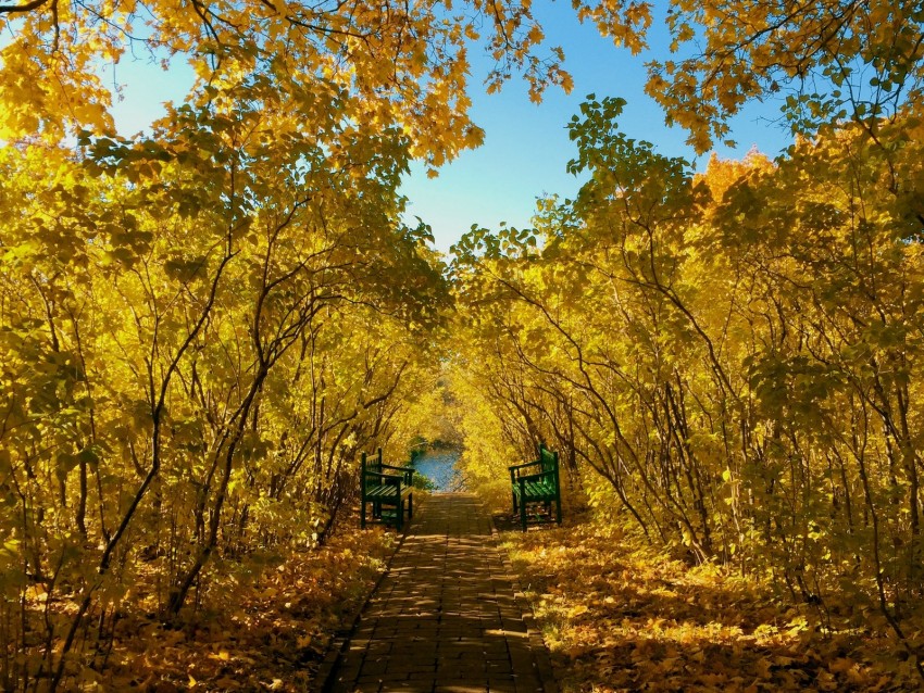 Autumn Park Benches Foliage Landscape Background