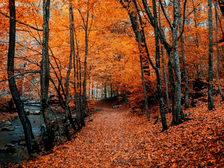 autumn, path, foliage, forest, trees, autumn colors