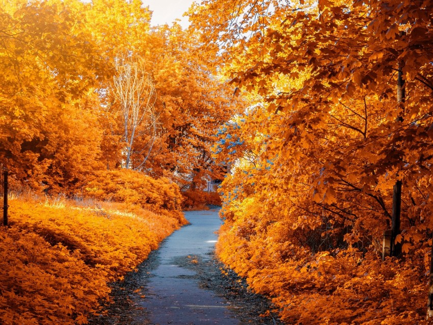 autumn, path, park, foliage