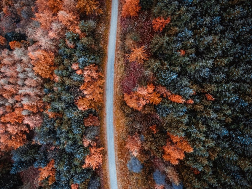 Autumn Road Aerial View Trees Forest Background