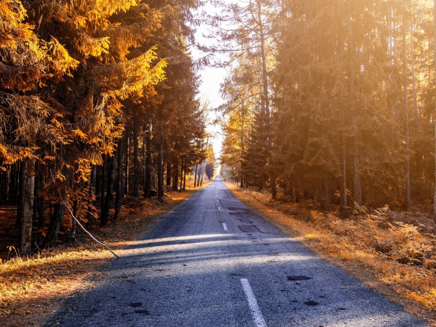 autumn, road, forest, sunlight