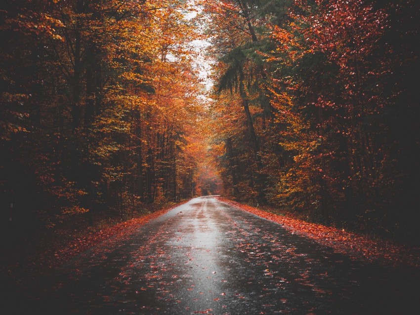 Autumn Road Trees Forest Asphalt Background