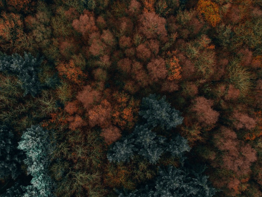 Autumn Trees Aerial View Forest Autumn Colors Vegetation Background