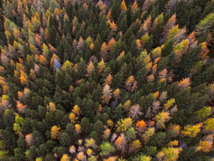 Autumn Trees Aerial View Paint Autumn Forest Background