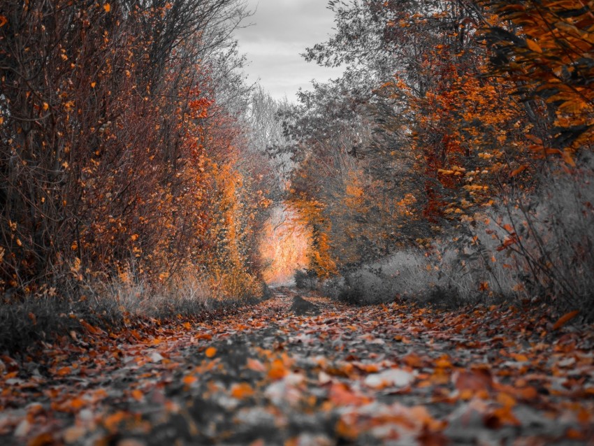 autumn, trees, foliage, autumn colors