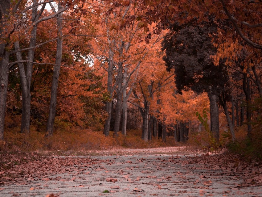 autumn, trees, foliage, park