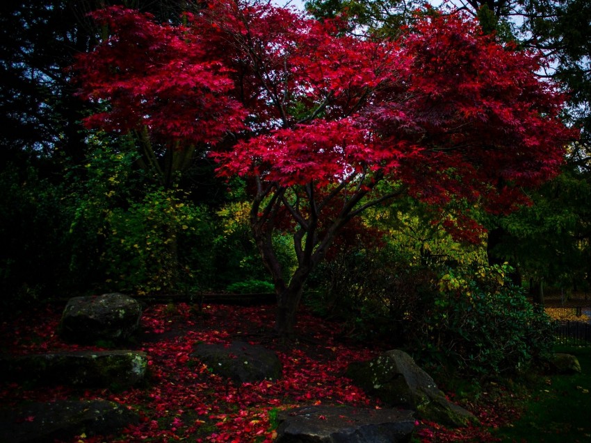 autumn, trees, leaves, park, evening