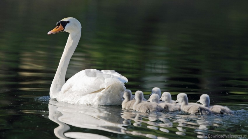 Babies Birds Care Family Swans Swimming Wallpaper PNG Transparent Background