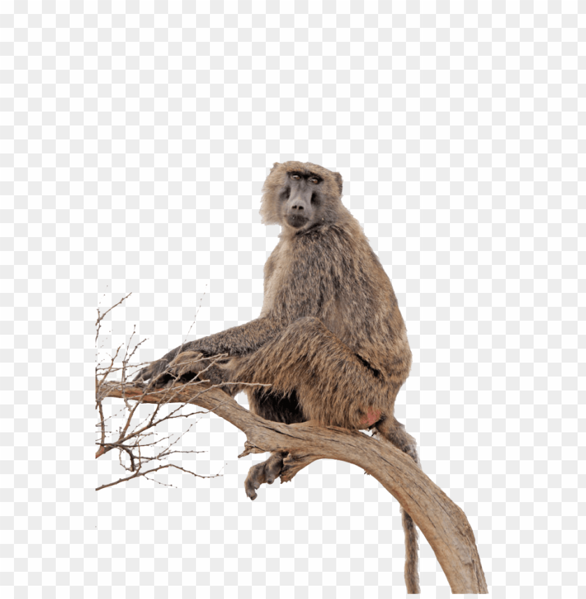 baboon,animals