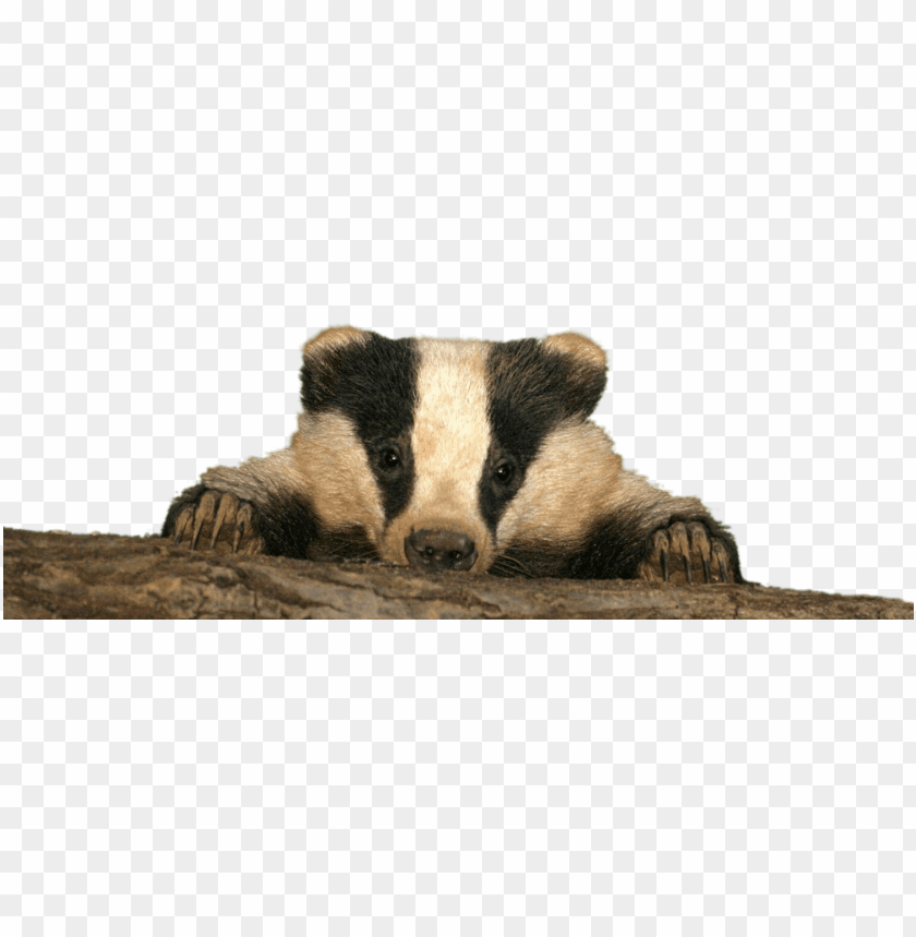 animals, badgers, baby badger, 