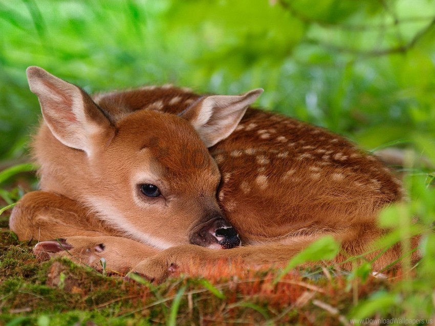 Baby Bambi Deer Rest Sleep Wallpaper PNG Transparent Background