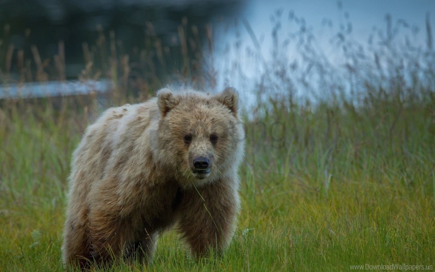 bear, wildlife, nature, forest, grass, animal, natural habitat