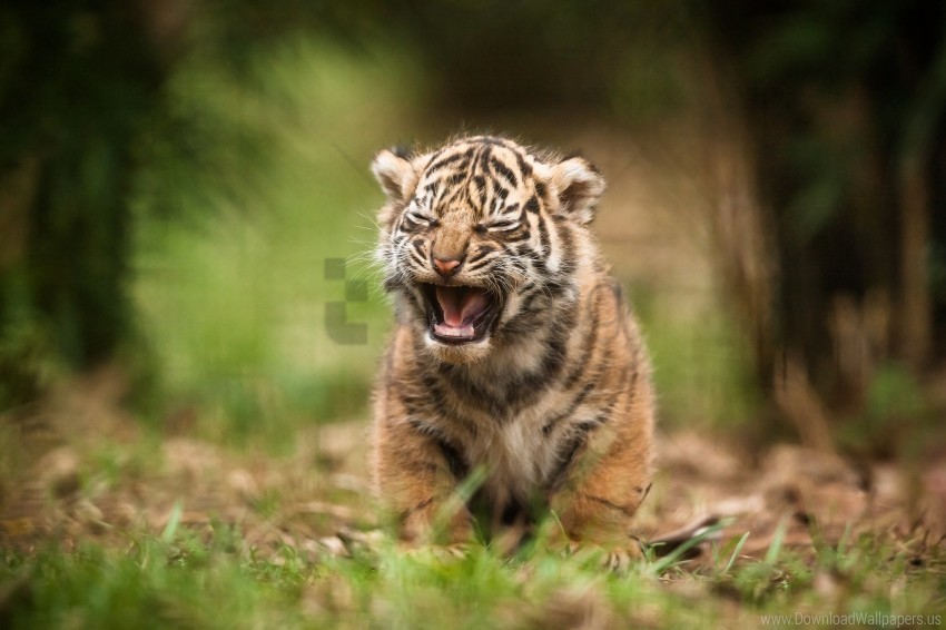 baby tiger, wild animal, nature, cub, wildlife, striped fur, forest habitat