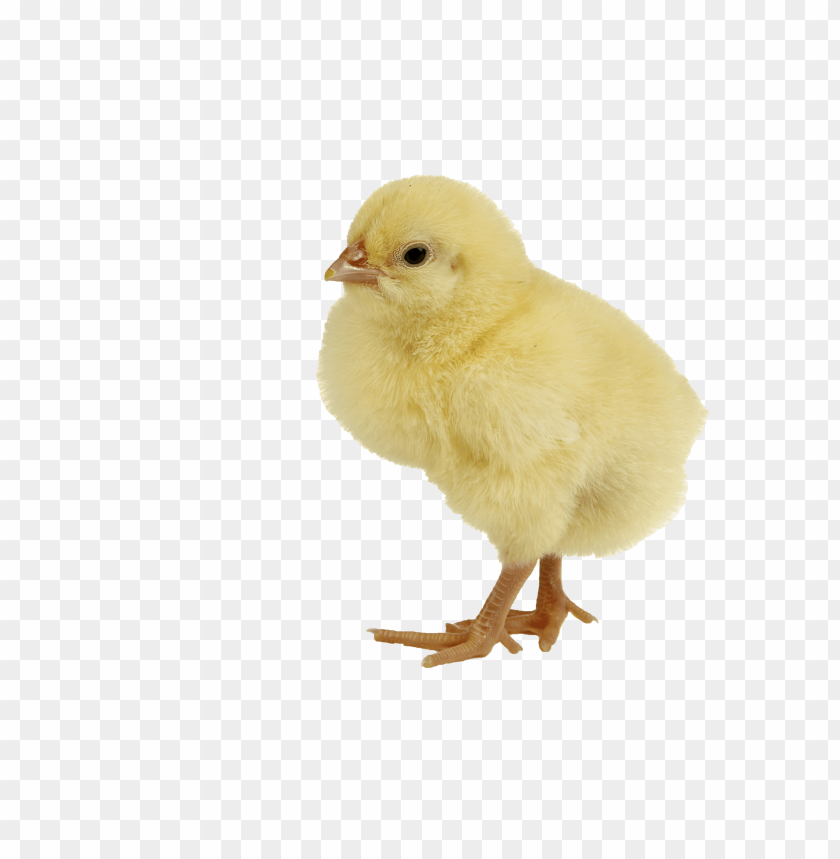 baby chicken png, baby,babychic,png,babychick,babychicken,babyc