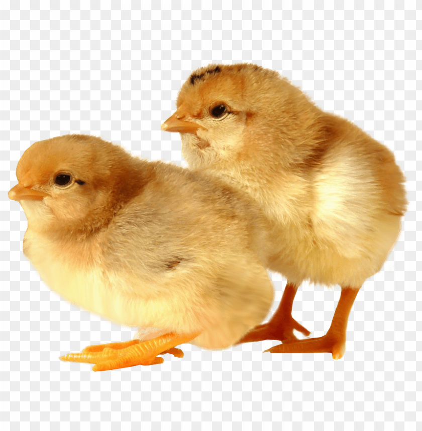 baby chicken png, baby,babychic,png,babychick,babychicken,babyc