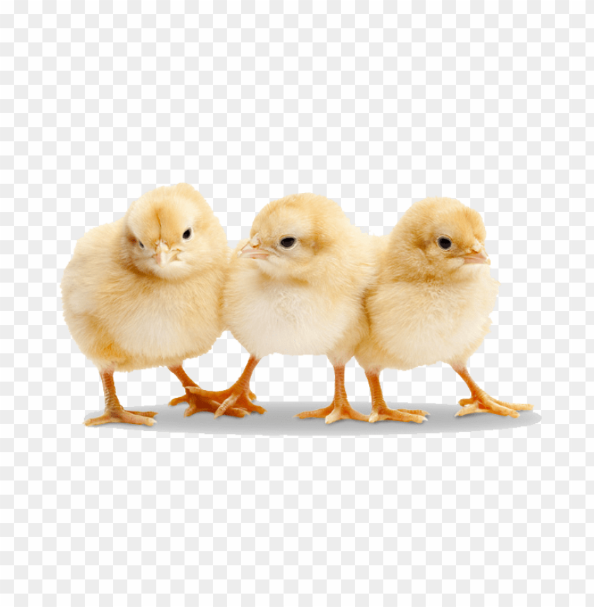 baby chicken png, baby,babychic,png,babychick,babychicken,babyc