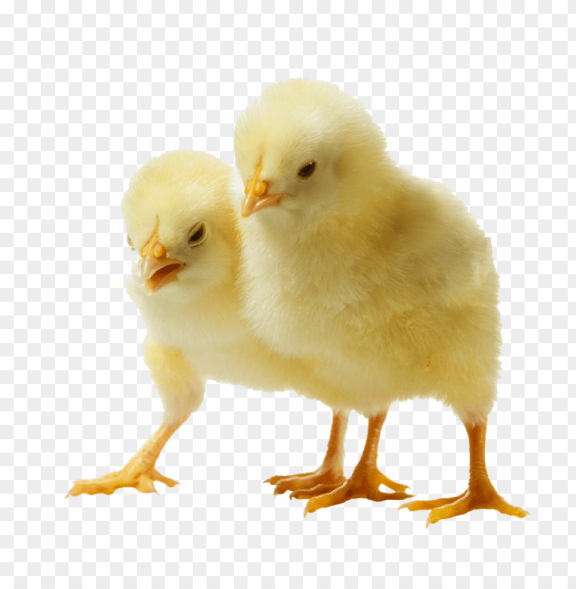 baby chicken png, baby,babychic,png,babychick,babychicken,babyc