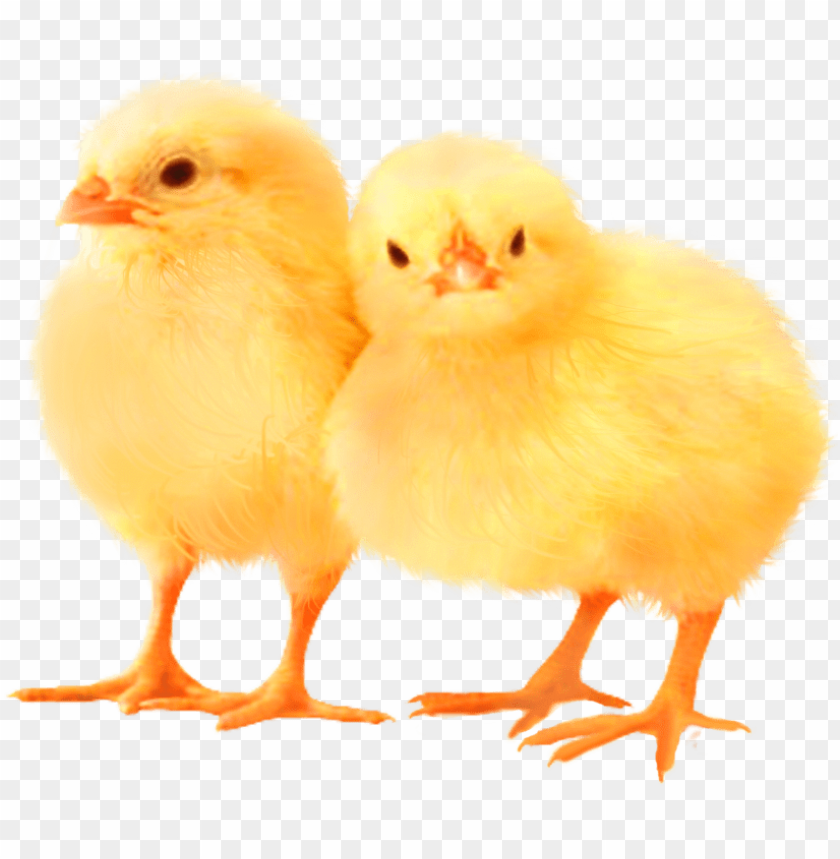 baby chicks, yellow chicks, poultry, chick birds, animal siblings, cute birds, farm animals