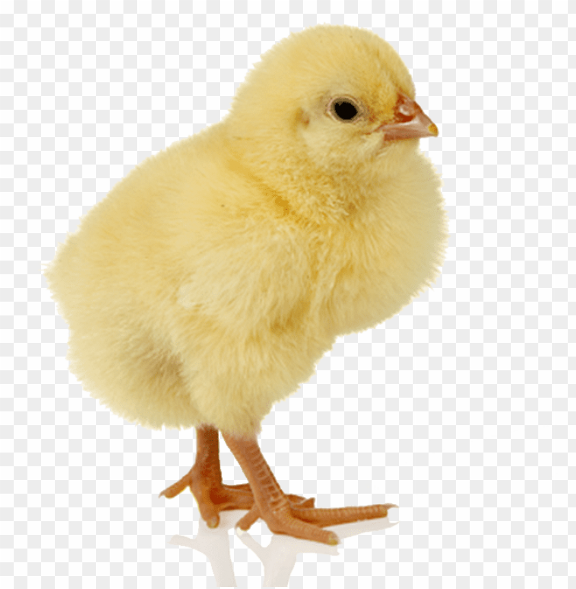 chick, yellow chick, baby poultry, fluffy chick, bird, farm animals, cute animals