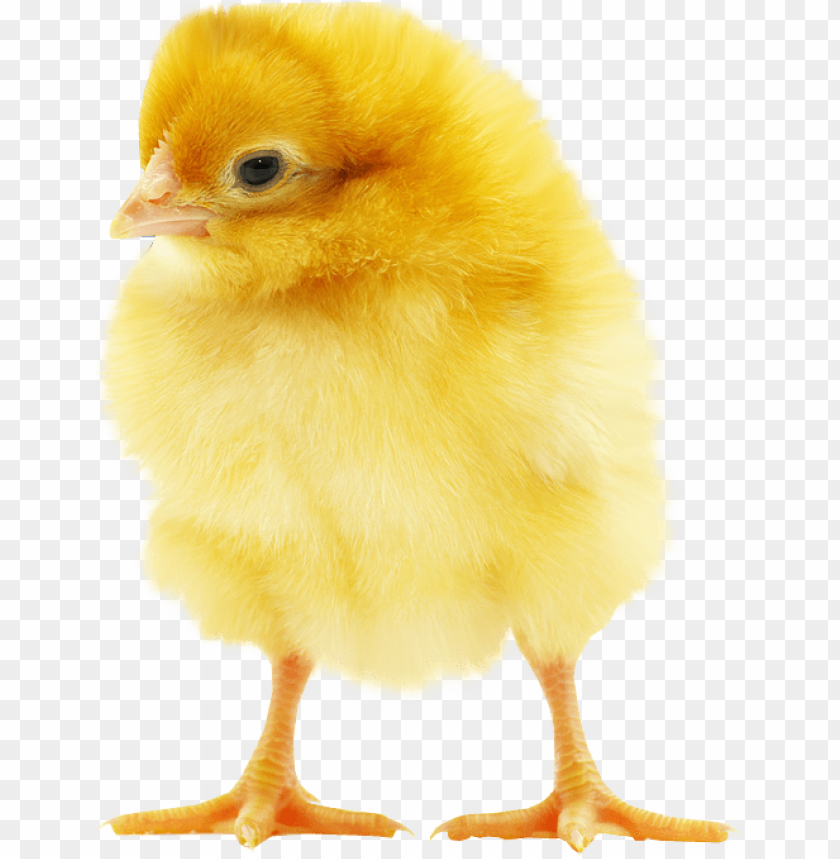 chick, yellow chick, fluffy chick, baby bird, poultry, farm animal, cute animal