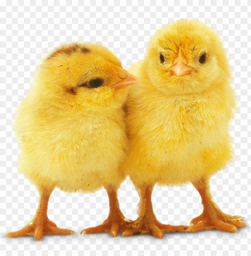 chick, baby chick, yellow chicks, farm animals, cute animals, poultry, nature