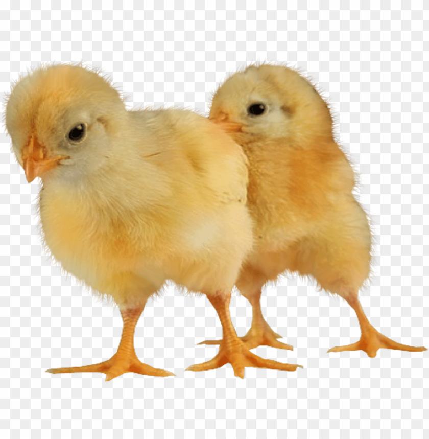 baby chicken png, baby,babychic,png,babychick,babychicken,babyc