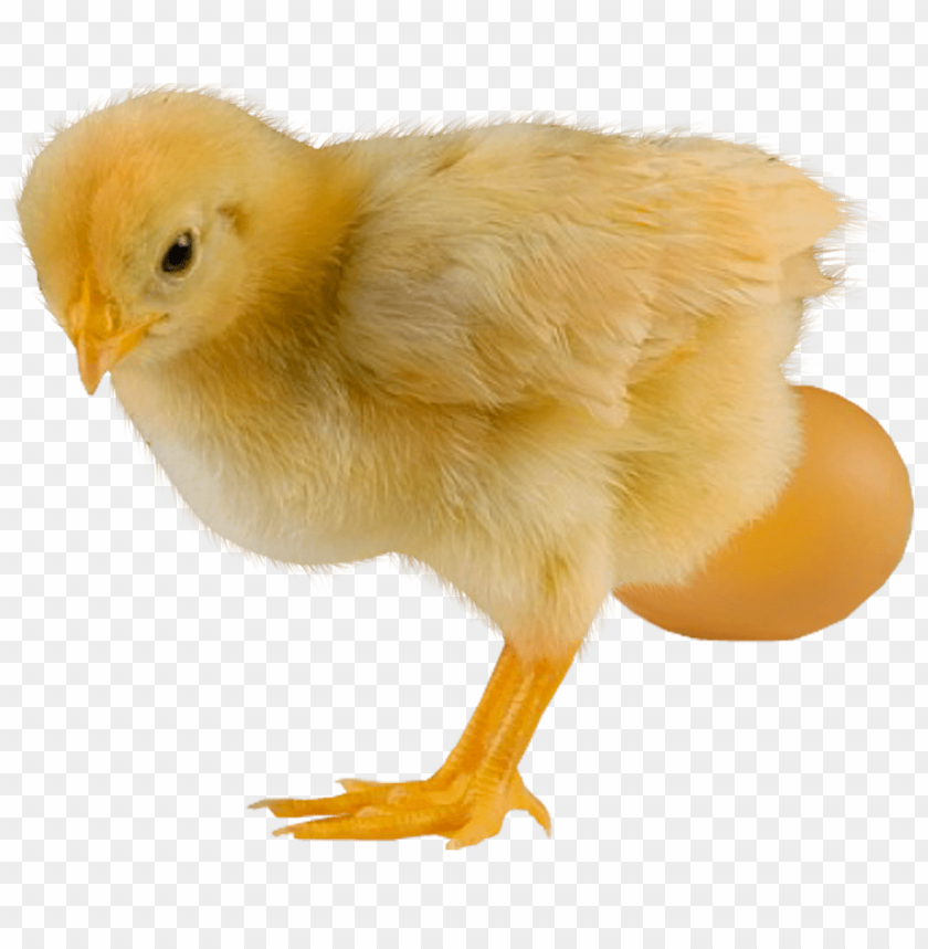 chick, egg, yellow feathers, poultry, farm animal, hatchling, bird