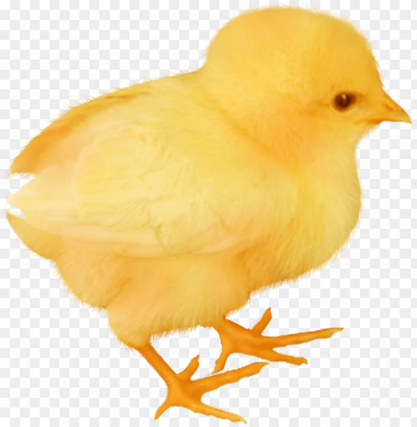 chick, yellow bird, baby animal, fluffy chick, small bird, nature, wildlife