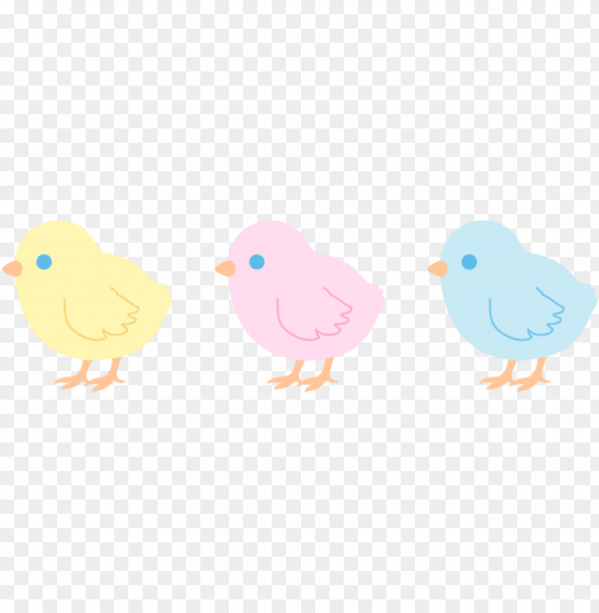 baby chicken png, babyc,babychicken,chicken,babychic,babychick,baby