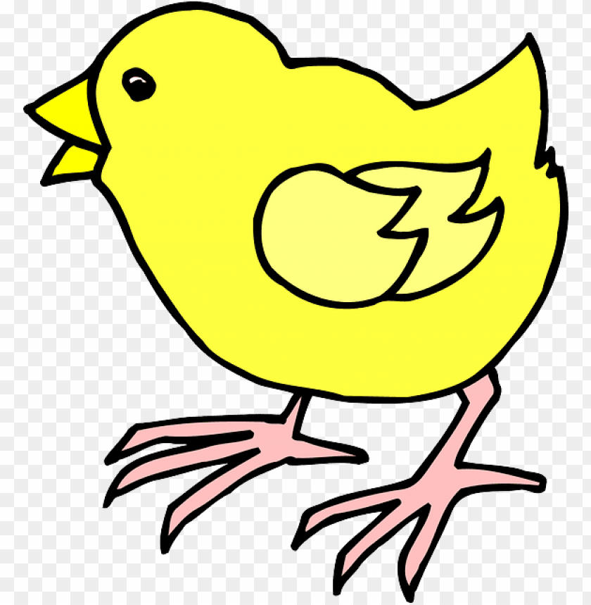 baby chicken png, babyc,babychicken,chicken,babychic,babychick,baby