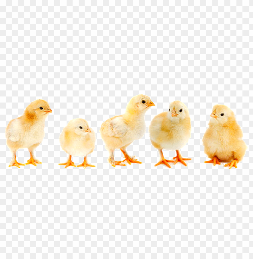 baby chicken png, babyc,babychicken,chicken,babychic,babychick,baby