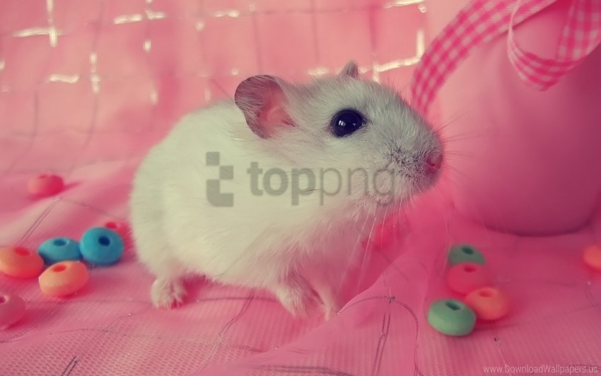 hamster, small pet, cute animal, colorful cereal, playful rodent, pink background, pet care