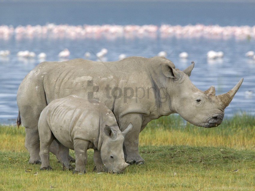 Baby Family Field Rhinoceros Wallpaper PNG Transparent Background