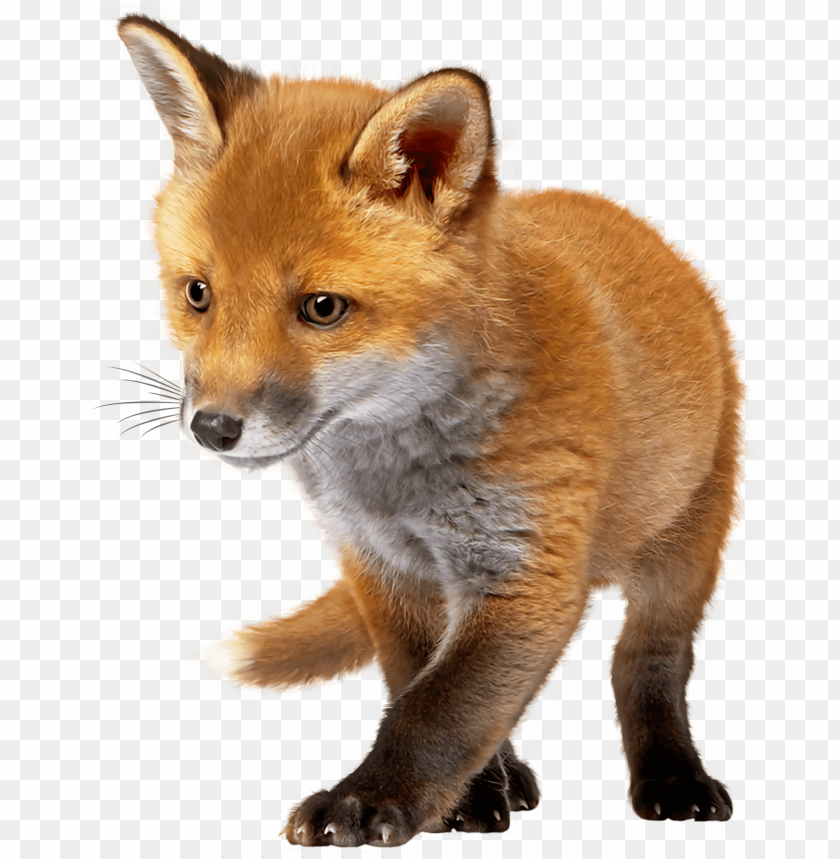 baby, fox