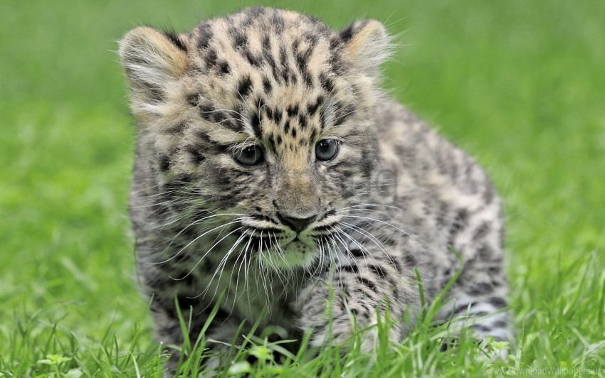 leopard, big cat, wildlife, animal, green grass, nature, young animal