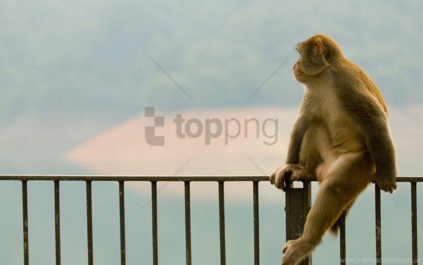 monkey, wildlife, nature, animal behavior, natural habitat, sitting, river view