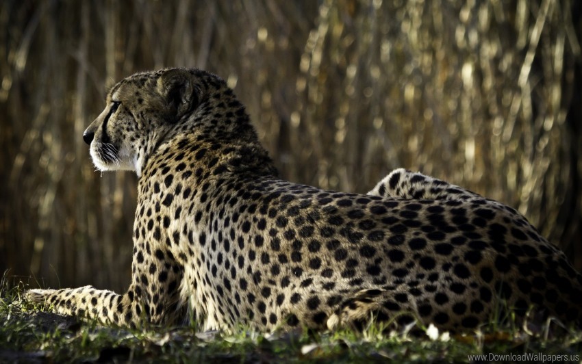 Back Big Cat Leopard Lying Spots Wallpaper PNG Transparent Background