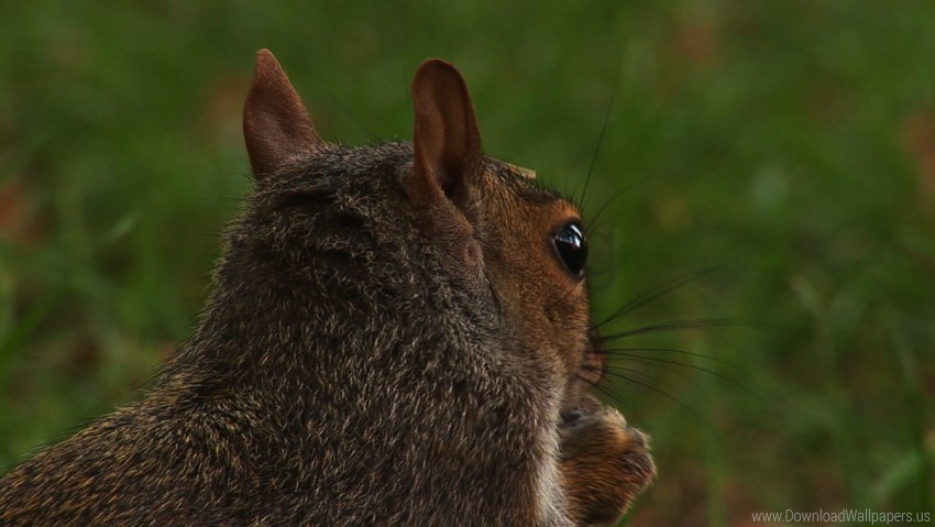 Back Ears Head Squirrel Wallpaper PNG Transparent Background